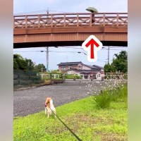 お散歩中、橋の上で『初恋の相手』を見つけたら、犬が…一生懸命に近づこうとする『尊い光景』が19万再生「頑張ってる後ろ姿尊い」「胸キュン」