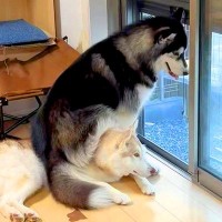 窓辺に座ろうとしたら、うっかり犬の上に乗ってしまい…当然のブチギレと切ない反応が328万再生「気まずそうな顔で草」「どっちも可愛いｗ」