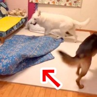 大型犬たちの前で『タオルの中に隠れてみた』結果…まさかの『コントのような光景』に大爆笑「避けてるの笑うｗ」「微笑ましい」と3万再生