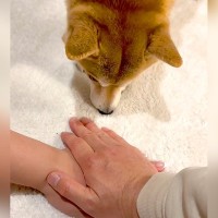 SNSで流行りの『犬と手を合わせる遊び』をやろうと思ったら…衝撃的な『まさかの勘違い』が157万再生「なぜそうなる」「声出してワロタｗ」