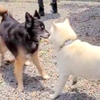 お互いが好きすぎる2匹の犬が『再会を果たした』瞬間…嬉しすぎて見せた『感動的な光景』が22万再生「動物にも友情がある」「素敵」と絶賛