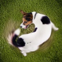 愛犬が同じ場所を『くるくる回る』のはなぜ？行動の意味や対処法までご紹介