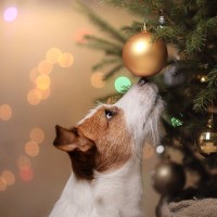 犬との『クリスマス』飼い主の絶対NG行為３選　危険を回避するための対策とは？