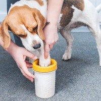 犬の散歩後『正しいお手入れ』5選　足裏の汚れはどうするべき？毎回洗った方がいいの？