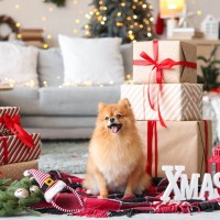 犬とクリスマスを楽しく過ごす方法4つ　トラブルを避けるために飼い主がすべき安全対策とは