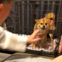 犬が悪さしたのでハウスさせたら、逆の扉から出てきて…想定外すぎる『コントのような光景』が1200万再生「情緒どうなってんのｗ」「爆笑」