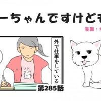 ちーちゃんですけどもっ【第285話】「シニア犬の見守り」