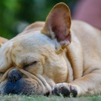 犬の睡眠中に潜んでいる4つの危険とリスク　気を付けておくべき症状から注意点まで解説