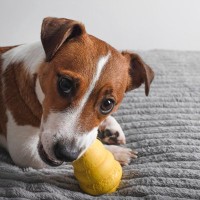 愛犬が寂しい思いをしないためにできること5つ　すぐに始められるケア方法をご紹介