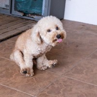 犬が『お尻歩き』をする理由4選　主な原因や考えられる病気とは？