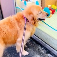 散歩中に『大型犬が歯医者さんの前で止まった』と思ったら…まさかの『激カワな理由』が20万再生「聞こえてない顔してるｗ」「粘ってて草」