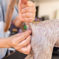 犬の肛門腺絞りはおうちでできる？適切な方法や期間、注意が必要なサインまで