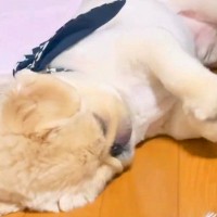 『寝ている犬がたまにする仕草』の撮影に成功…まさかの『おにぎり職人』になる光景が22万再生「夢の中で握ってる？ｗ」「お1つ下さい」