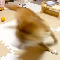 ピンポンが鳴ったら、犬が反応して…想像のはるか上をいく『超高速回転』が153万再生「思った5倍くらい回ってて草」「回転界隈ｗ」と爆笑