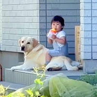 庭で作業中に『1歳の女の子と大型犬』をスマホで覗いてみたら…驚きの光景と『まさかの対応』が素敵すぎると446万再生「優しい世界」「賢い」