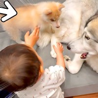 大好きな赤ちゃんと触れ合っていた大型犬→子犬が乱入してきて…癒しの時間を邪魔された結果が13万再生「わかりやすいw」「距離感たまらん」