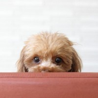 犬が飼い主と離れた場所から見つめてくる心理5つ　目があったときにすべき飼い主の正しい対応とは？