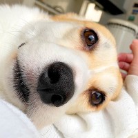 ゴロゴロしていたら、犬が隣にやってきて…まさかの『腕枕で彼女ヅラする光景』に2万いいね集まる「添い寝羨ましい」「ゼロ距離最高」と羨望の声