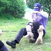 散歩中に『居るはずのない飼い主』と遭遇したら、犬たちが…想像以上に『愛が爆発してしまう光景』が35万再生「尊すぎる」「絆に感動」と絶賛