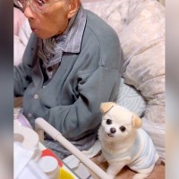 寝てることが多くなった『95歳のおじいちゃん』に、犬が…思わず泣けてくる『尊すぎる光景』が118万再生「素晴らしい」「大好きなんだね」