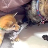 赤ちゃん犬が悪さをしたので叱った結果、先輩犬が…想定外な『まさかの光景』が愛情深すぎると105万再生「面倒見よすぎ」「こんな優しいの？」