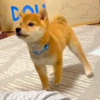 赤ちゃん犬に『集合～！』と声を掛けてみた結果…とんでもなく可愛い『おすわりの仕方』が512万再生「横歩きガチかわいいｗ」「ドリフトで草」