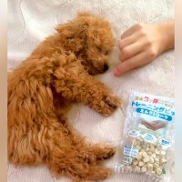 超絶爆睡している赤ちゃん犬に、飼い主が…まさかの『絶対に起きない光景』が尊すぎると27万再生「あまりにも可愛い」「信頼しきってる証拠」