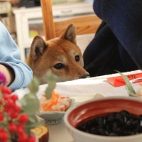 犬は『おもち』を食べても問題ない？絶対NGな与え方から注意点まで解説