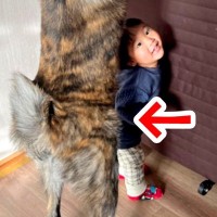 小さな男の子が『みてー！』と言うので覗いてみたら、大型犬が…ほっこりする『可愛い光景』が192万再生「ボディガード」「守られてる感」