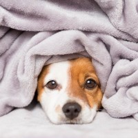 犬が『寒さの限界を迎えている』サイン3選　体調不良を招く間違った寒さ対策とは？