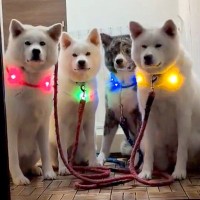 秋田犬一家が『ピカピカの首輪デビュー』した結果…表情とのギャップが面白すぎると7万4000いいね「パリピ犬可愛い」「シュールｗ」