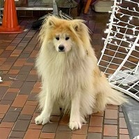 人間と同じことをしたい大型犬が…まさかの『列に並んで写真を撮る光景』が賢すぎると101万表示「可愛すぎるｗ」「犬って順番守るよね」