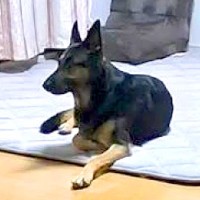 実家が大好きな大型犬を『初めてお泊りさせてみた』結果…想像とは違った『切なくも愛おしい応』が7万再生「たまらんｗ」「やっぱりお家が一番」