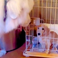 赤ちゃん犬がケージから出たがっていたら、超大型犬が…衝撃的すぎる『脱走の手助け』をする光景が13万再生「天才犬現る」「お見事ｗ」