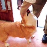 犬が『大好きなお兄ちゃんを1ヶ月間待ち続けた』結果…帰省時に見せた『泣けてくる反応』が46万再生「健気で涙」「最高に癒される」と感動