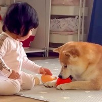 いつの間にか『1歳の女の子と犬』が一緒に遊んでいて…話ができなくても『心が通じ合っている光景』が尊すぎると11万再生「感動」「癒された」