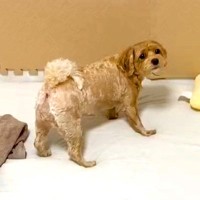 お散歩に行きたいけど、隙間に隠してるパンは取られたくない犬…とんでもなく葛藤する姿と攻防戦が931万再生「必死すぎて草」「ホント可愛い」