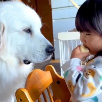 2歳の女の子がご飯を食べていても、絶対に奪わない超大型犬が…我慢できなくなって取った『まさかの行動』が5万再生「体は正直ｗ」「偉すぎる」