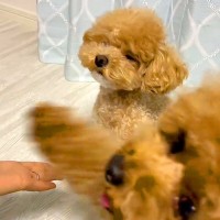 犬と一緒に『オテ』を練習していたら…完全に想定外な『まさかの乱入』が可愛すぎると159万再生「一生懸命でたまらんｗ」「ドヤってて草」