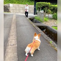 お散歩の帰り道で、犬が…『大好きなおばあちゃん』と一緒に帰ろうとする光景が11万再生「可愛すぎる」「たまらないお尻」と絶賛の声も