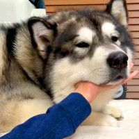 手を伸ばしたら、超大型犬があごを乗せ…まさかの『人間の手を信用しすぎている光景』が2万5000いいね「可愛すぎる」「眠いのかな」と大反響