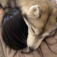 ママが体調不良に→それに気づいたハスキー犬が…感動的すぎる『寄り添い方』に3万いいね「健気で可愛い」「なぜか犬って気づくんだよね」と絶賛