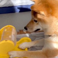 『回すとおやつが出てくるおもちゃ』で犬が遊んだ結果、あまりにも出ず…ブチギレる光景が260万表示「台パンしてて草」「わかりやすいｗ」