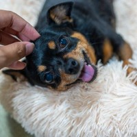 犬が突然甘えだすようになる原因2つ　嬉しいことだけではない？隠されている心理とは