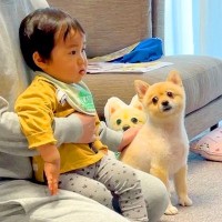 姉に急用ができたので、犬と一緒に『赤ちゃんの子守り』をした結果…ママ不在のお留守番での『尊い光景』が16万再生「100点満点」「優犬」