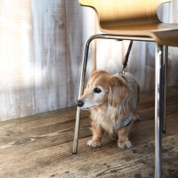 犬がテーブルなどの家具の下に潜る3つの心理とは　なぜ隠れようとするの？注意が必要なポイントまで