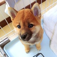 赤ちゃん犬が『30分のお留守番』でどんな反応をするか検証したら…衝撃的すぎる『逆ドッキリな結末』が3万再生「落ち着いてて草」「賢いｗ」