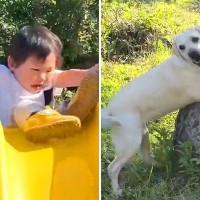 1歳の女の子が滑り台から落ちそうになったら、大型犬が…カッコよすぎる『まさかの行動』が39万再生「すぐに助けようとしてる」「優しすぎ」