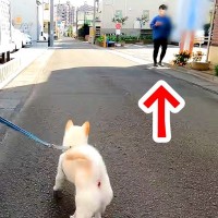 お散歩中に『変装したパパ』が現れたら、犬は気付くのか？検証してみたら…予想外の結末が3万再生「声だして笑った」「飼い主さんドンマイｗ」