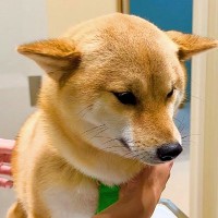 動物病院で『注射を打たれる』と犬が察した結果…まさかの展開で『絶望に落とされる光景』が346万再生「分かりやすｗ」「表情変わり過ぎ」